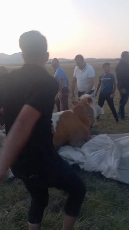 Bitlis'te 10 tane ineği otlatmaya çıkaran çoban, 1 saat sonra 1 tane ineğe bakınca korkunç manzarayı gördü. Tüm köy bir anda oraya yığıldı - Resim: 2