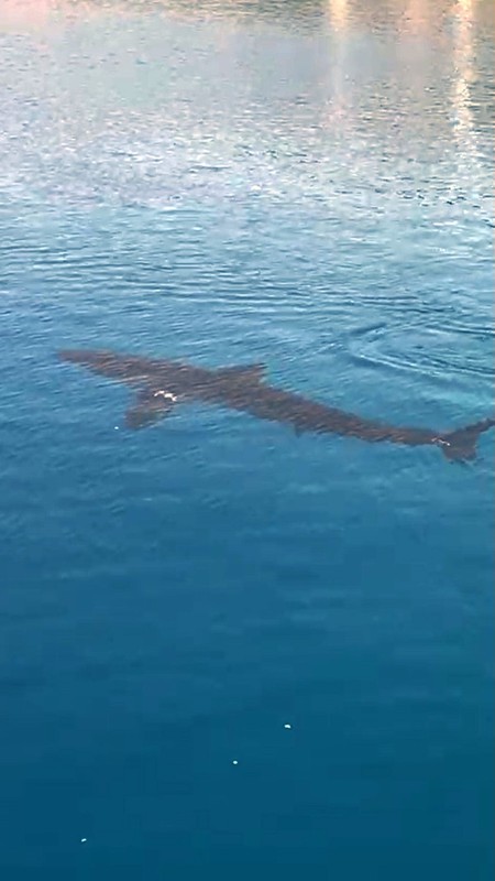Antalya'da 3-4 metre boylarındaki bir bireyi ilk kez görüldü. Uzun zamandan bu yana Gökova'da yaşadığı biliniyordu - Resim: 3