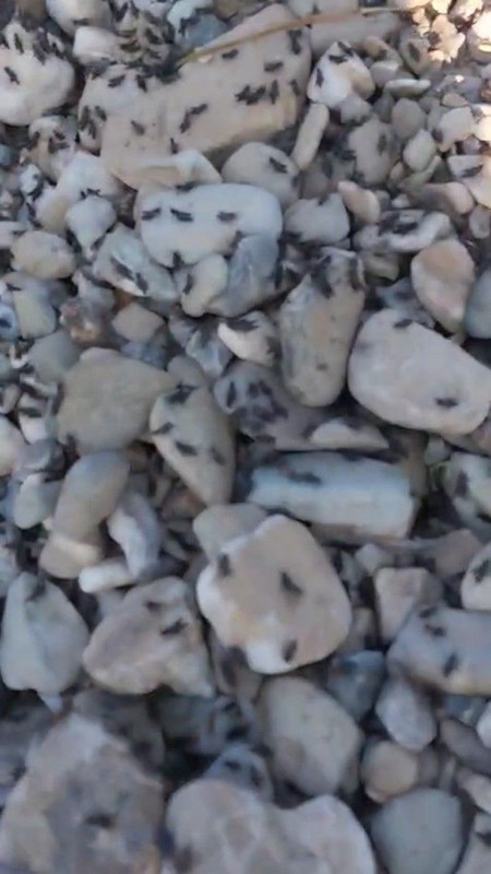 Antalya'da doğadan korkunç haber geldi... 1000'lercesi sağa sola bakmadan tek bir istikamet istilaya başladı.... 1000'lerce ile her yeri kapladılar - Resim: 4