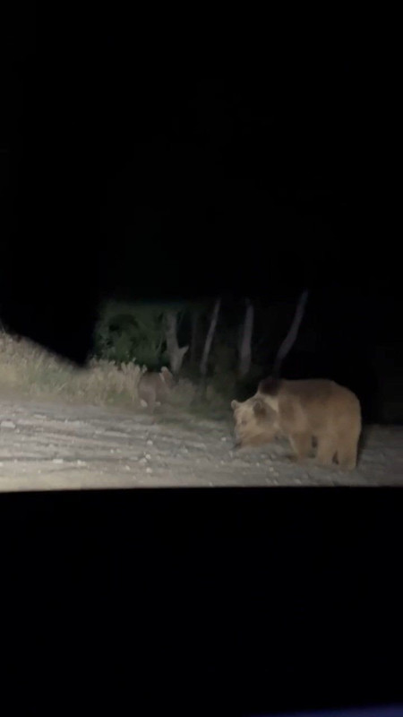 Tunceli’de 2 tane hayvan, anneleriyle birlikte gece yola indi. Onları gören vatandaşlar hiç bakmadan kenardan sıyrıldı - Resim: 2