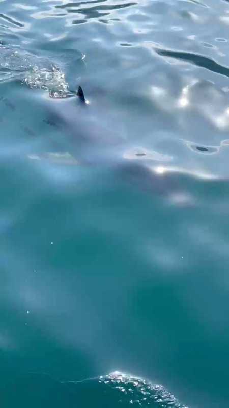 Hatay, Adana, Mersin, Antalya, İzmir ve Marmara'ya acil uyarı verildi. 5'er 5'er her yerden çıkıyorlardı. Sakın bu hareketi yapmayın artık - Resim: 8