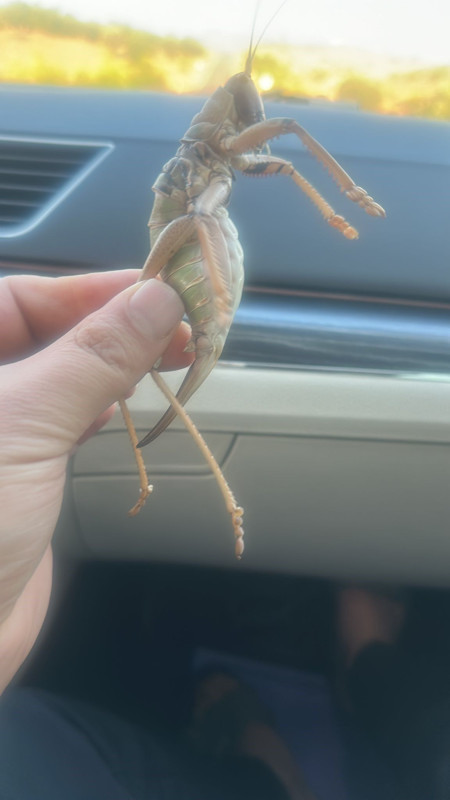 Batman'da piknik için kırsal alana giden vatandaşlar topraktaki çer çöpün arasında onu gördü. 20 santimetreye uzanan boyu görenleri hayrete düşürdü - Resim: 4