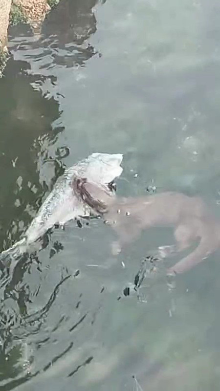 Marmara'da son 1 haftadır bir görünüp bir kayboluyordu... Marmara'da 1 kez daha ortaya çıktı görenler hemen kayıt altına aldı - Resim: 2