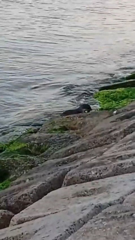 Marmara'da son 1 haftadır bir görünüp bir kayboluyordu... Marmara'da 1 kez daha ortaya çıktı görenler hemen kayıt altına aldı - Resim: 1