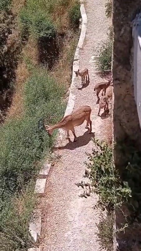 Elazığ'da 1 tanesine bile dokunmak 650.000! Anne ve 3 tane yavrusu ortaya çıktı yaptıkları hareket yürekleri cız ettirdi - Resim: 1