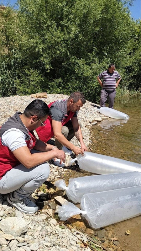 Muğla'da 40.000 tanesi aynı noktadan doğaya bırakıldı... 40.000 tanesi 1 saniyede farklı noktalara dağıldı - Resim: 3
