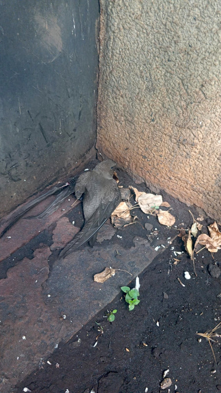 Elazığ’da sıcak havadan etkilenen hayvanı fark eden vatandaşın hareketi takdir topladı - Resim: 1