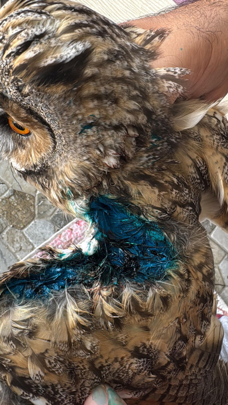 Çırpınarak kurtulmaya çalıştı. Onunla göz göze gelince sessiz çığlığı duyuldu - Resim: 3