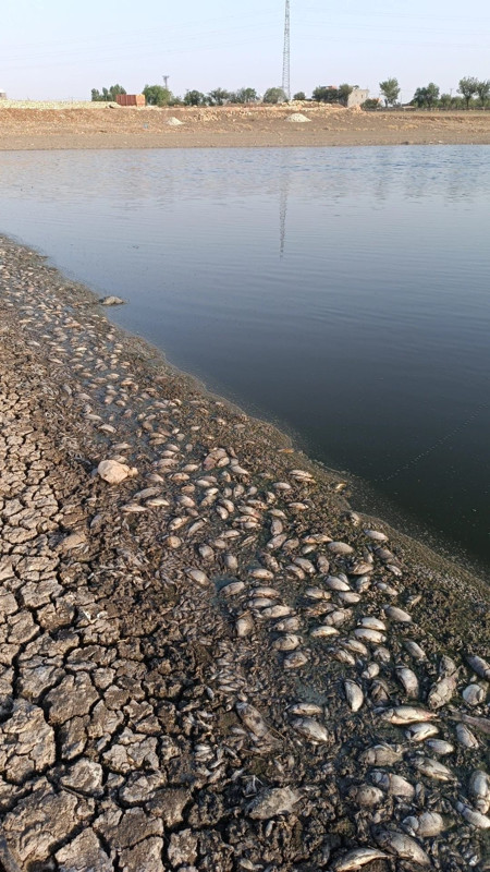 Mardin’de gölet kuruyunca kıyıya binlercesi vurdu, görüntüler endişe yarattı - Resim: 1