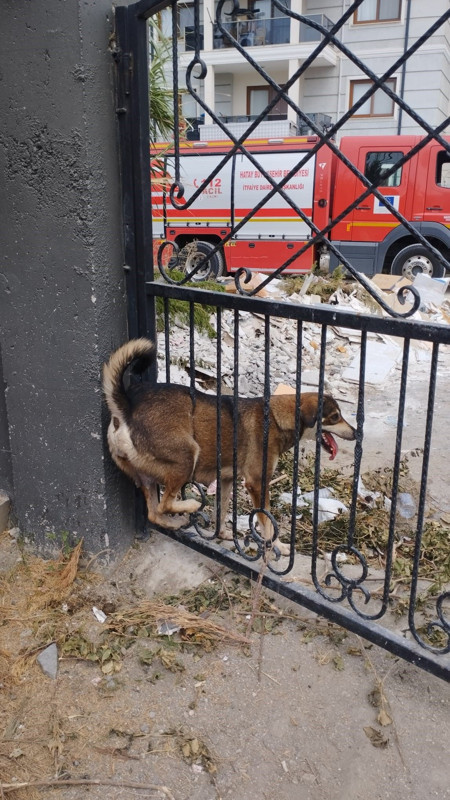Hatay’da bahçe kapısındaki demir korkuluklara sıkışan köpek itfaiye ekipleri tarafından kurtarıldı - Resim: 3