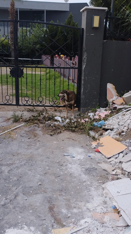 Hatay’da bahçe kapısındaki demir korkuluklara sıkışan köpek itfaiye ekipleri tarafından kurtarıldı - Resim: 2