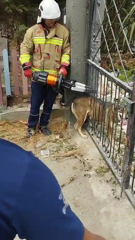Hatay’da bahçe kapısındaki demir korkuluklara sıkışan köpek itfaiye ekipleri tarafından kurtarıldı - Resim: 1