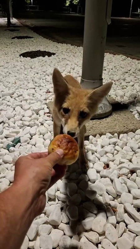 Karabük’te gece yarısı kampüste belirdi, uzatılan yiyeceği alıp ortadan kayboldu - Resim: 3