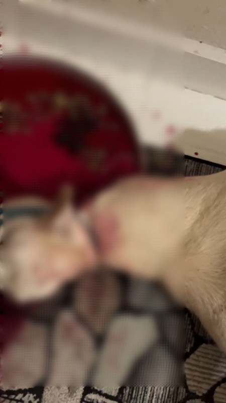 Bursa'da kan donduran ayin ritüeli! Sosyal medyada paylaştı, gözaltına alındı - Resim: 2