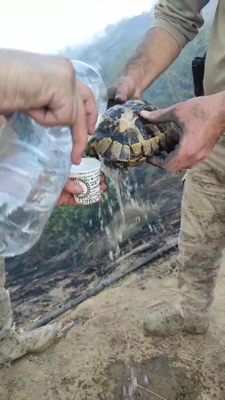 Diyarbakır-Bingöl sınırındaki orman yangınında kaplumbağa ekiplerce kurtarıldı - Resim: 3