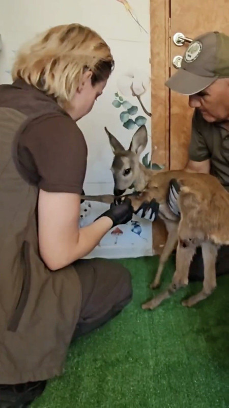 Tekirdağ’dan Çanakkale’ye sıçrayan orman yangınında kırsala sığınan karaca tedavisinin ardından doğaya bırakıldı - Resim: 3