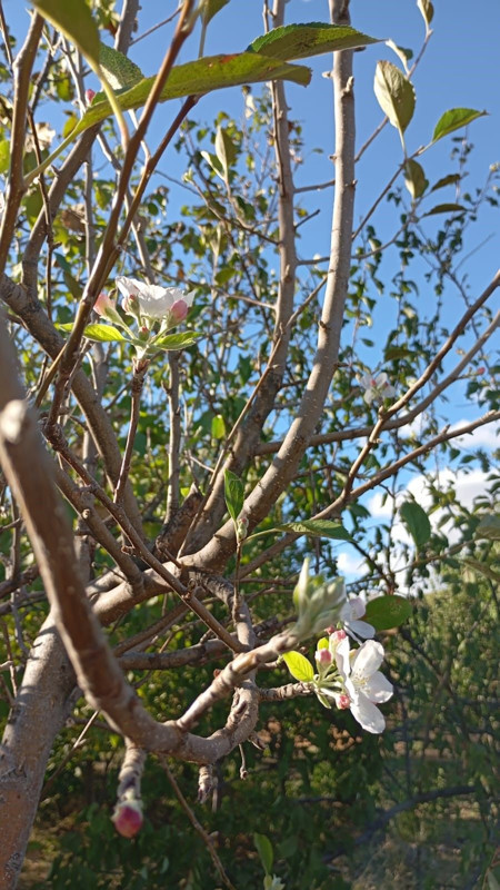 Elazığ’da sonbaharda görülmemiş olay! Çiftçiler şaşkınlığını gizleyemedi - Resim: 2