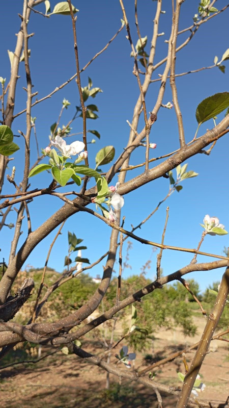 Elazığ’da sonbaharda görülmemiş olay! Çiftçiler şaşkınlığını gizleyemedi - Resim: 1