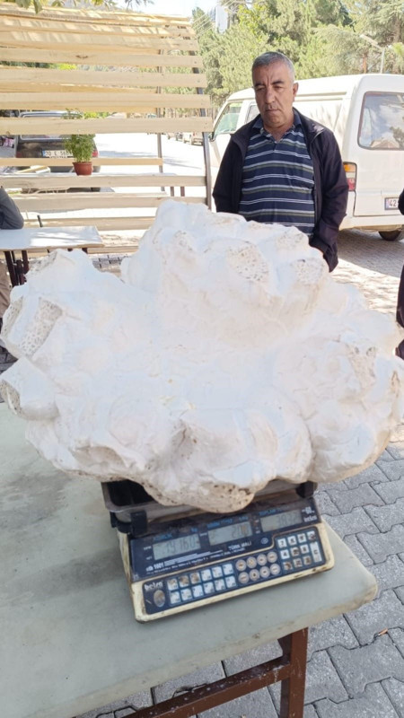 Onu ilk gördüğünde taş sandı, ne olduğunu anladıklarında şaşkınlıktan donup kaldılar! Devasa boyutta... Tam 19 kilogram - Resim: 1