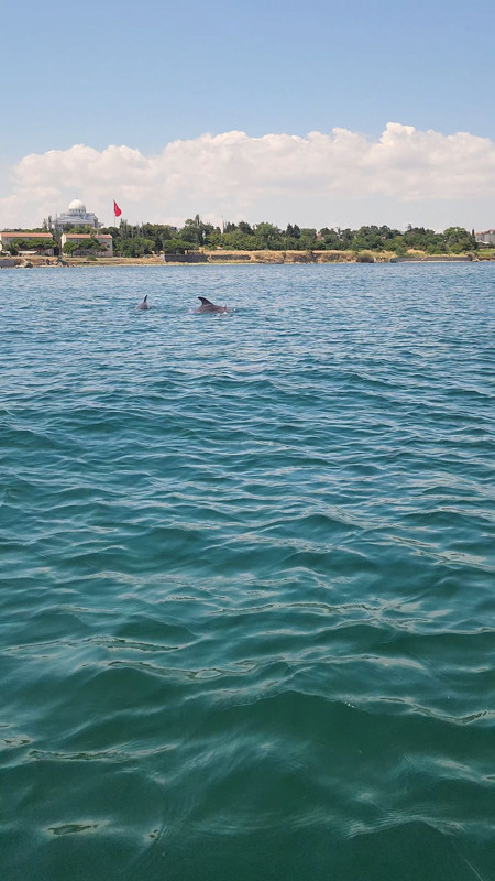Marmara'nın sürpriz misafirleri! 2 tanesi teknenin yanında ortaya çıktı - Resim: 3