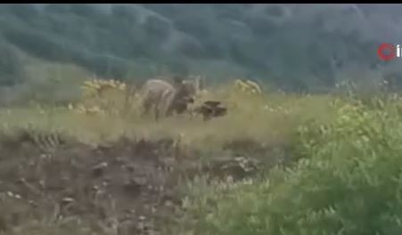 Tunceli'de doğada 1 tane keçiyi fark eden vatandaşlar, aynı yöne bir daha baktı. 1 tane keçinin olduğu yer korkunçtu - Resim: 1