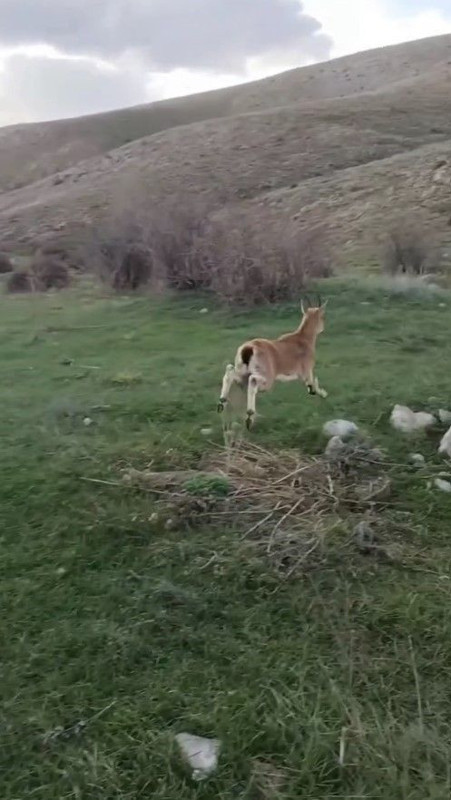 Gümüşhane’de 300'lerce koyununu otlatmaya çıkaran çoban, yaylada 1 tanesini fark etti. Acilen devreye giren ekipler 1 tane hakkında korkunç detayı açıkladı - Resim: 5