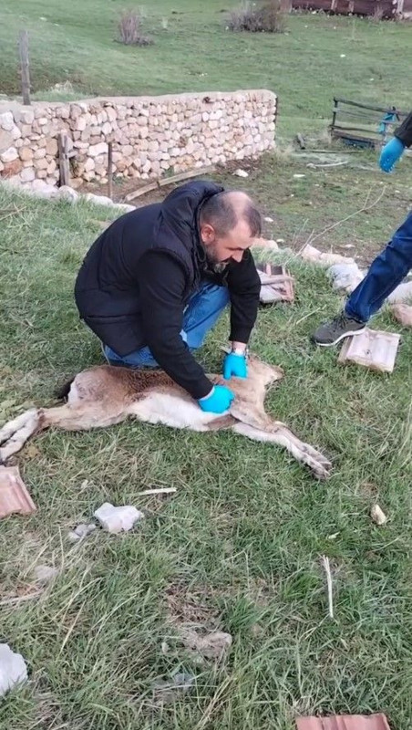 Gümüşhane’de 300'lerce koyununu otlatmaya çıkaran çoban, yaylada 1 tanesini fark etti. Acilen devreye giren ekipler 1 tane hakkında korkunç detayı açıkladı - Resim: 3