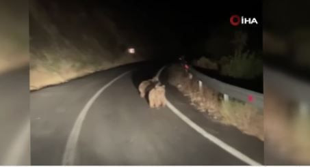 Erzincan'da 2 tanesi yolda birden ortaya çıktı. Yakında kaybolacaklar - Resim: 1
