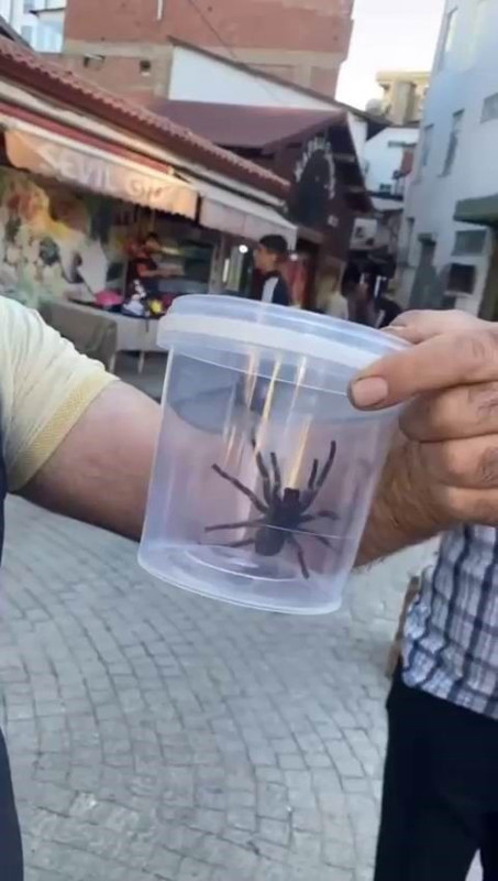 Elazığ’da 1 tanesi doğadan fırlayıp geldi... Vatandaşlar onu görünce büyük panik yaşadı. Acilen kapalı bir alana alındı - Resim: 1