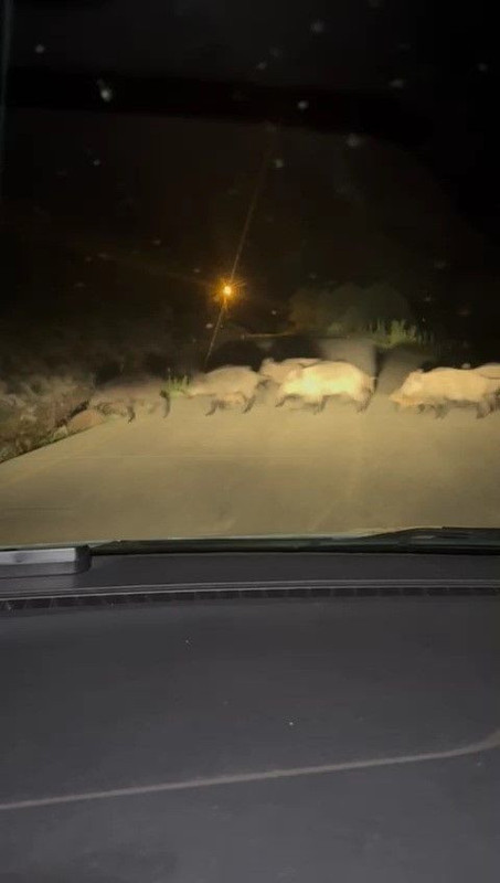 Karabük Eflani ve Safranbolu’da yola çıkan domuz sürüsü ve tilki kamerada - Resim: 3