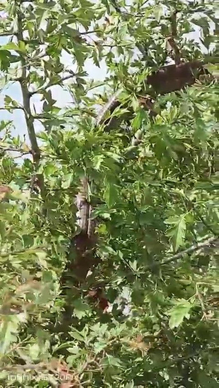 Hatay'da doğada çalılıkların arasında ortaya çıktı. 1,5 metre boyu vardı vatandaşlar önce dehşete düştü sonra onu tanıdı - Resim: 2