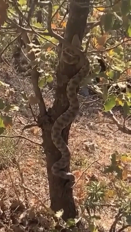 Mardin’de ağaçta dikkat çeken hayvan! Cüssesiyle korkuttu - Resim: 3