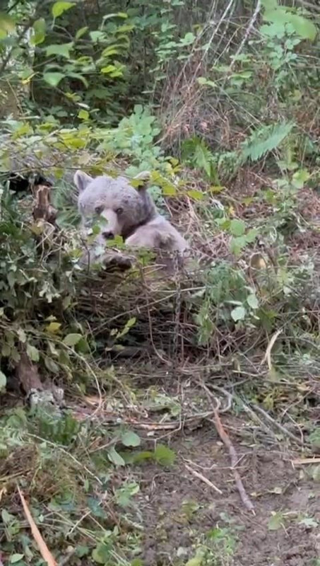 Karabük’te ormanda kurulan kapanda yakalandı. Ekipler onu kurtarmak için zamanla yarıştı - Resim: 1