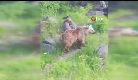 Bitlis'te en son doğada 1 yıl önce görülmüşlerdi. 1 yıl sonra 3 tanesi yeniden ortaya çıktı, onları gören vatandaşlar o detayı hemen fa - Resim: 4