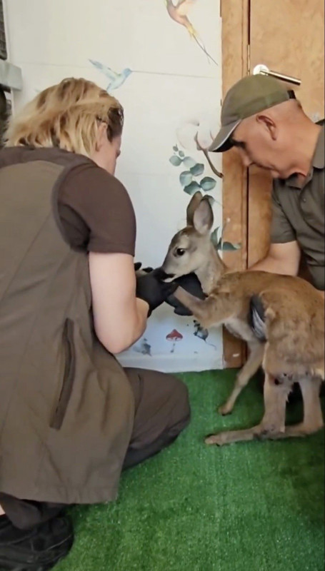 Tekirdağ’dan Çanakkale’ye sıçrayan orman yangınında kırsala sığınan karaca tedavisinin ardından doğaya bırakıldı - Resim: 4