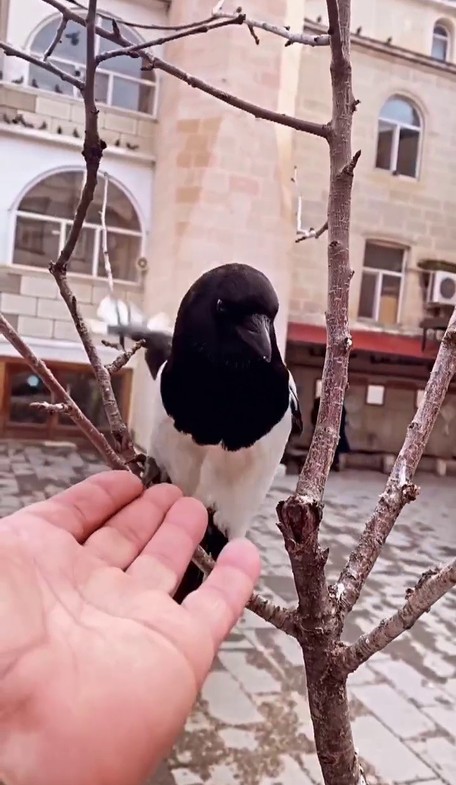 Erzurum'da esnafın maskotu haline geldi! Sosyal medya paylaşımları yoğun ilgi gördü - Resim : 2
