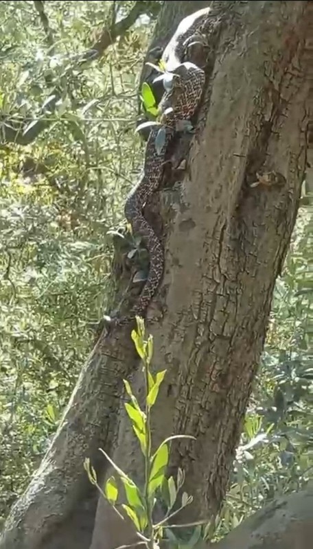 Bursa'da zeytin ağacının üzerinde bir anda belirdi... 2,5 metre boyundaydı, onu gören vatandaşlar geri geri kaçmak zorunda kaldı - Resim: 2