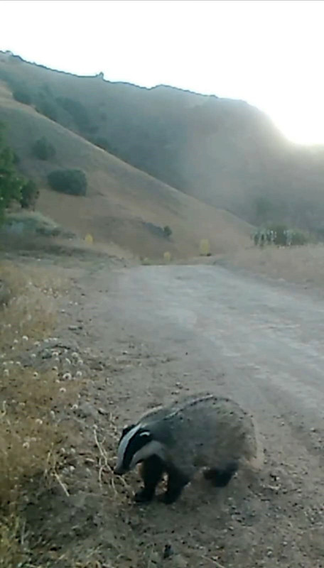 Tunceli’nin dağlık bölgelerine yerleştirilen fotokapanlar doğanın gizli hayatını ortaya çıkardı - Resim: 2