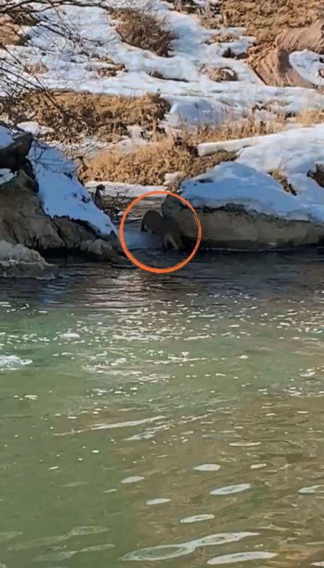 Hakkari'de derenin yanından geçerken ilk kez gördü. Hemen kayıt altına aldı. Koruma altındaki nadir canlı, yıllar sonra yeniden orada ortaya çıktı - Resim: 5