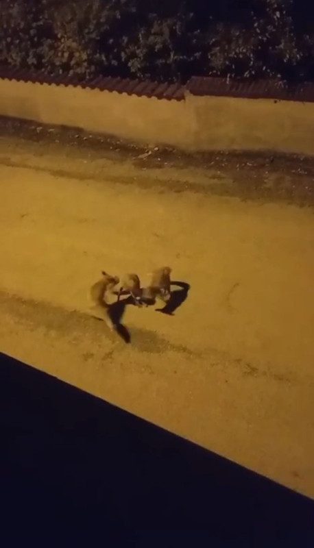 Karabük'te kameraya yakalandılar! Üç canlı gecenin sessizliğinde böyle görüntülendi - Resim: 2