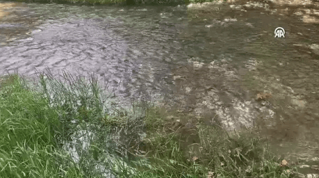 Bursa’daki çayda Türk araştırmacılar balığın midesinde keşfetti. Dünyalı araştırmacılar hayranlıkla Türklere baktı - Resim: 3