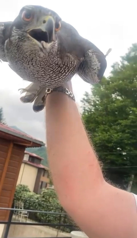 Artvin’de 8 yıl boyunca baktığı hayvanını 8 yıl aradan sonra doğaya geri bıraktı. Bıraktığı anda yaşadığı olayla birlikte resmen hayrete düştü - Resim: 1