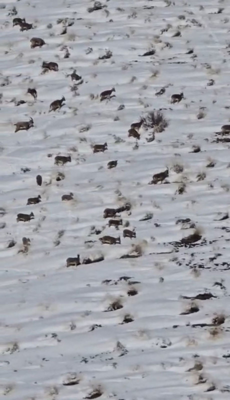 Hakkari'de 70 tanesi açlıktan titriyordu! 1000'lerce adım atarak dağın zirvesine yanlarına gittiler - Resim: 7