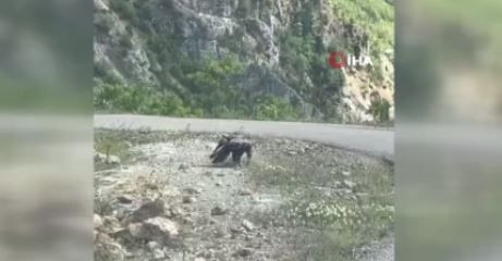 Artvin'de doğada bir anda gökyüzünde belirdi, kanatlarını 3 metre açıp yeryüzüne indi! Topraktaki hayvana ok gibi saplanıp geri havalandı - Resim: 4