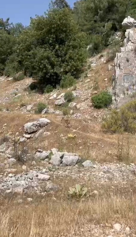 Antalya'da 2 arkadaş doğada gezdikleri sırada 1 tanesine rastladı... Normalde 100'lerce ile gezen hayvandan 1 tane vardı hemen yüksek yere götürdüler - Resim: 1