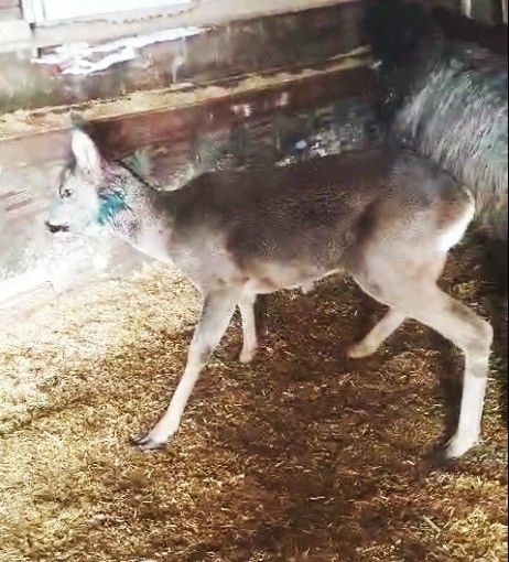 Doğanın vahşi hayvan Trabzon'da dikenli tellere takıldı... Her tarafı parça pinçik olmuştu... 12. Bölge Müdürlüğü ekipleri hemen müdahale etti - Resim: 2