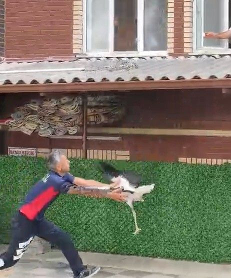 Tokat Erbaa’da verandadan düşen tek ayaklı leyleği itfaiye eri havada yakalayarak kurtardı - Resim: 3