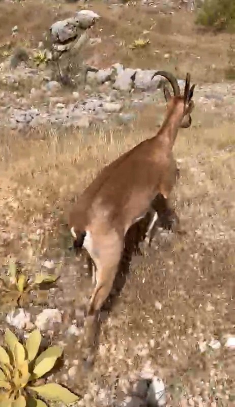 Antalya'da 2 arkadaş doğada gezdikleri sırada 1 tanesine rastladı... Normalde 100'lerce ile gezen hayvandan 1 tane vardı hemen yüksek yere götürdüler - Resim: 3