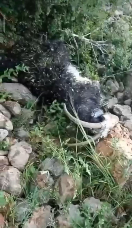 Hakkari'de 100'lerce koyununu otlatmaya çıkaran çoban, dağda tam 1 adım atacakken korkunç bir şey oldu! Tüm koyunlar 8 arkadaşına ve 1  çobana doğru baktı - Resim: 5