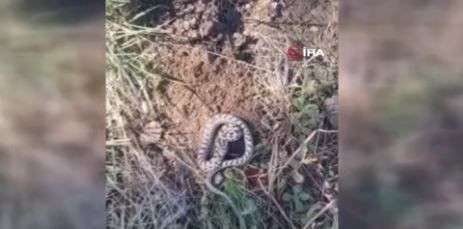 Türkiye'de mantar toplarken 1,2,3 adım atınca çalılıklarda belirdi! Dünyanın en tehlikelilerinden bir tanesiydi - Resim: 2